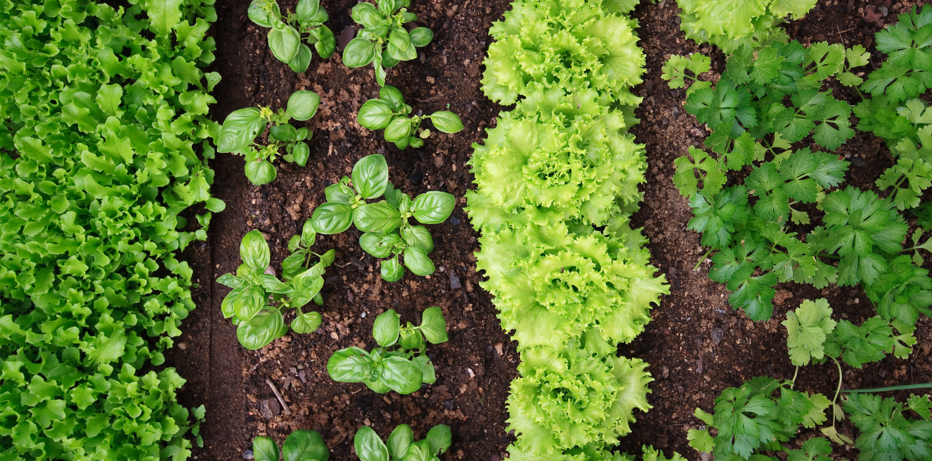 Growing herbs in a herb garden