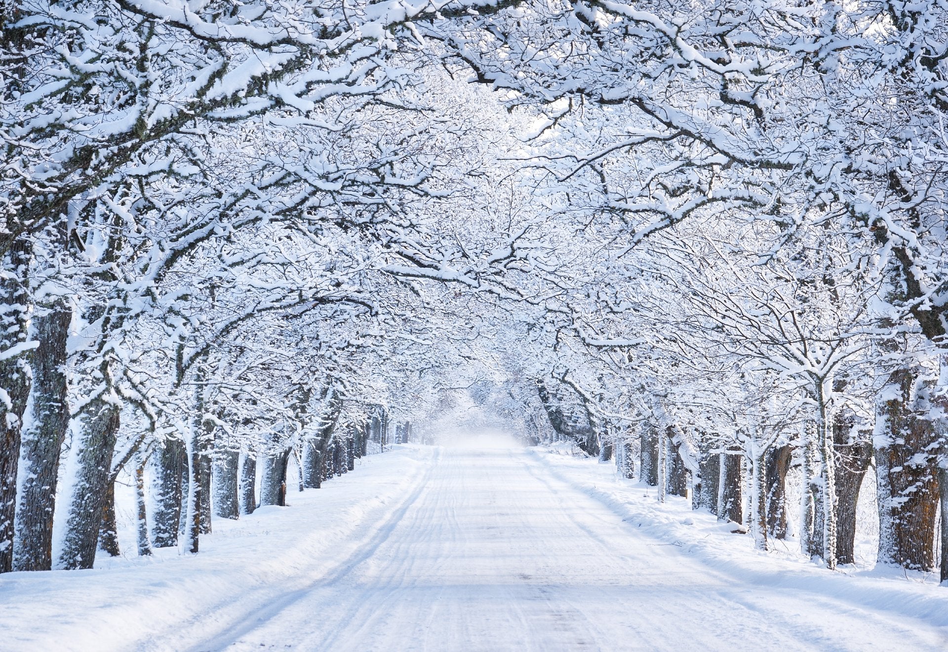 Road and trees covered in snow