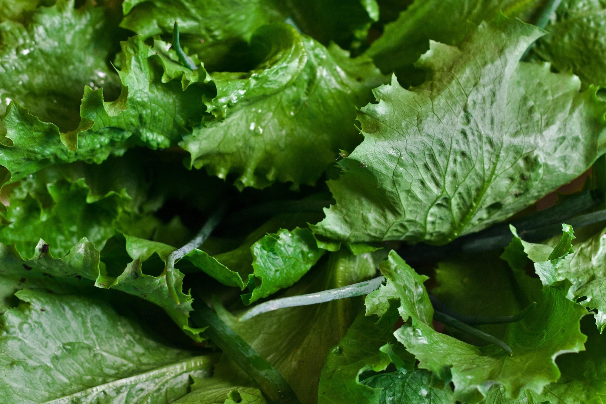The Best Ways to Use Low FODMAP Salad Dressing